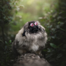 Formación Anual en fotografía de perros