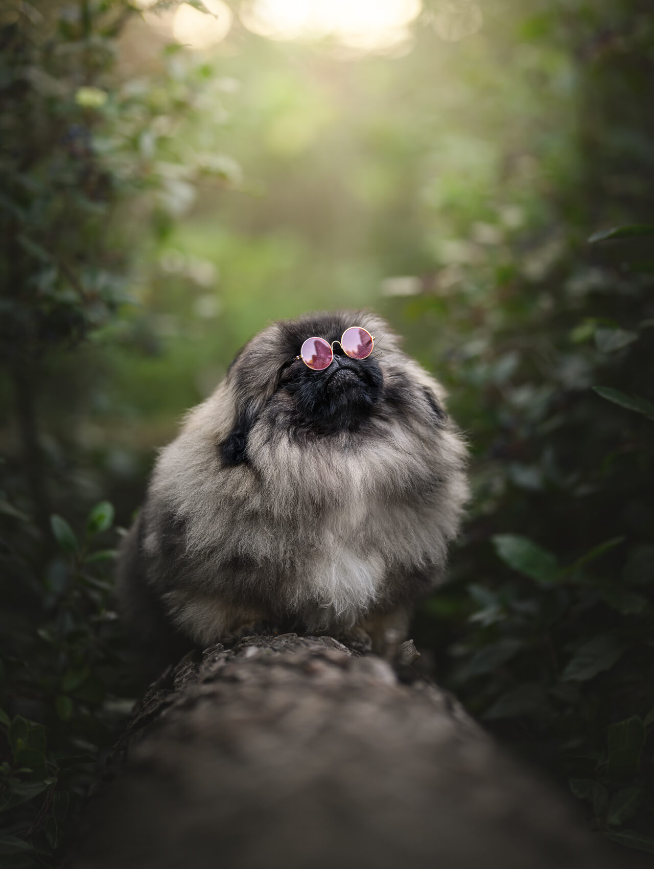 Formación Anual en fotografía de perros